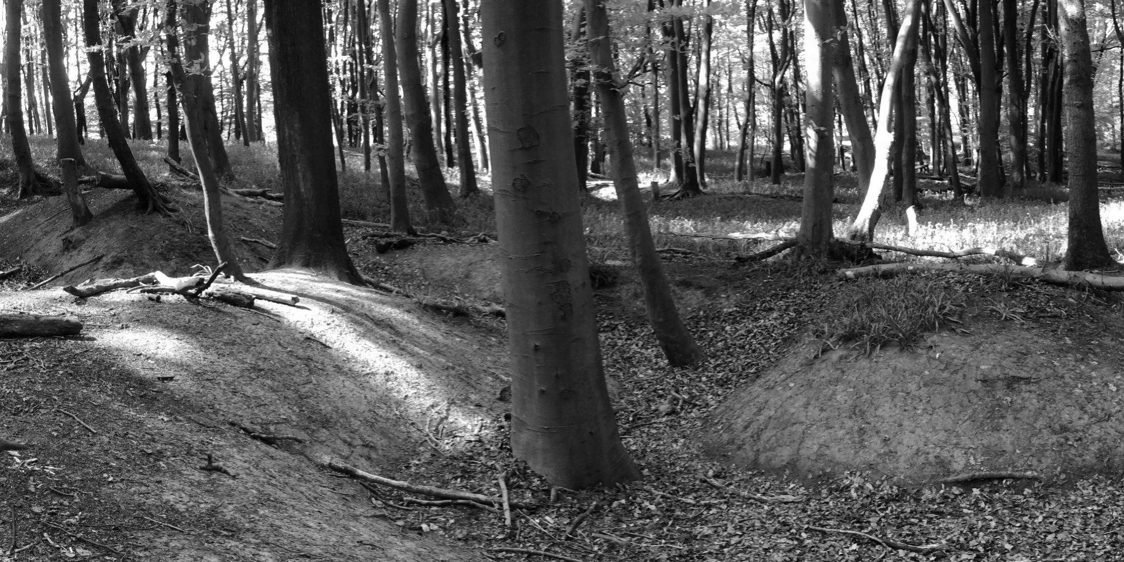 WW1 trenches bluebell woods (7)